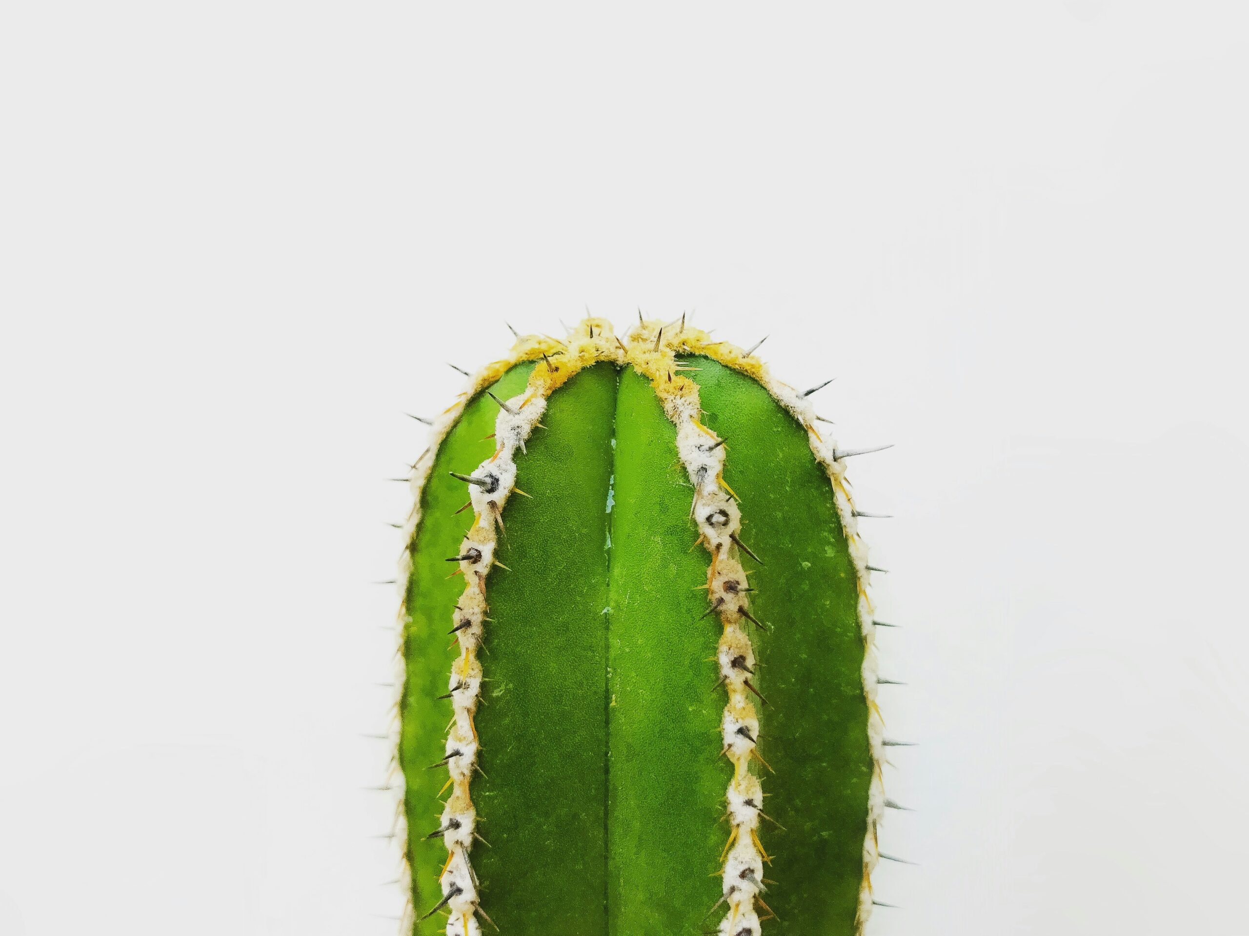 What Research Has Been Done On Nopal’s Impact On Mood And Stress?