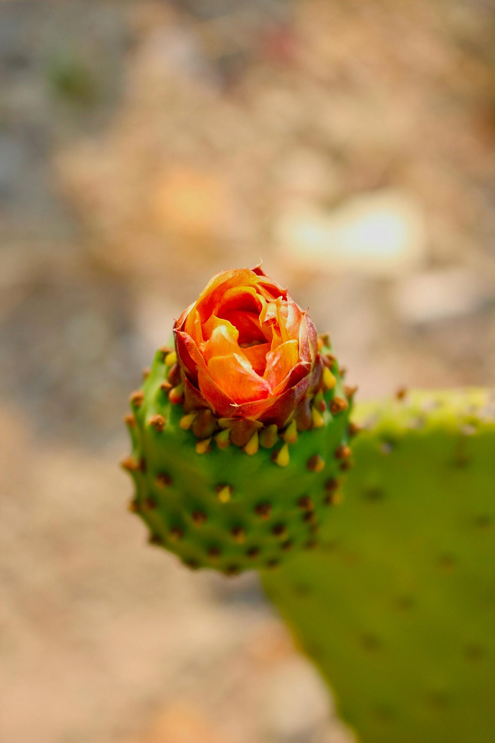 How Does Nopal Cactus Improve Digestive Health?