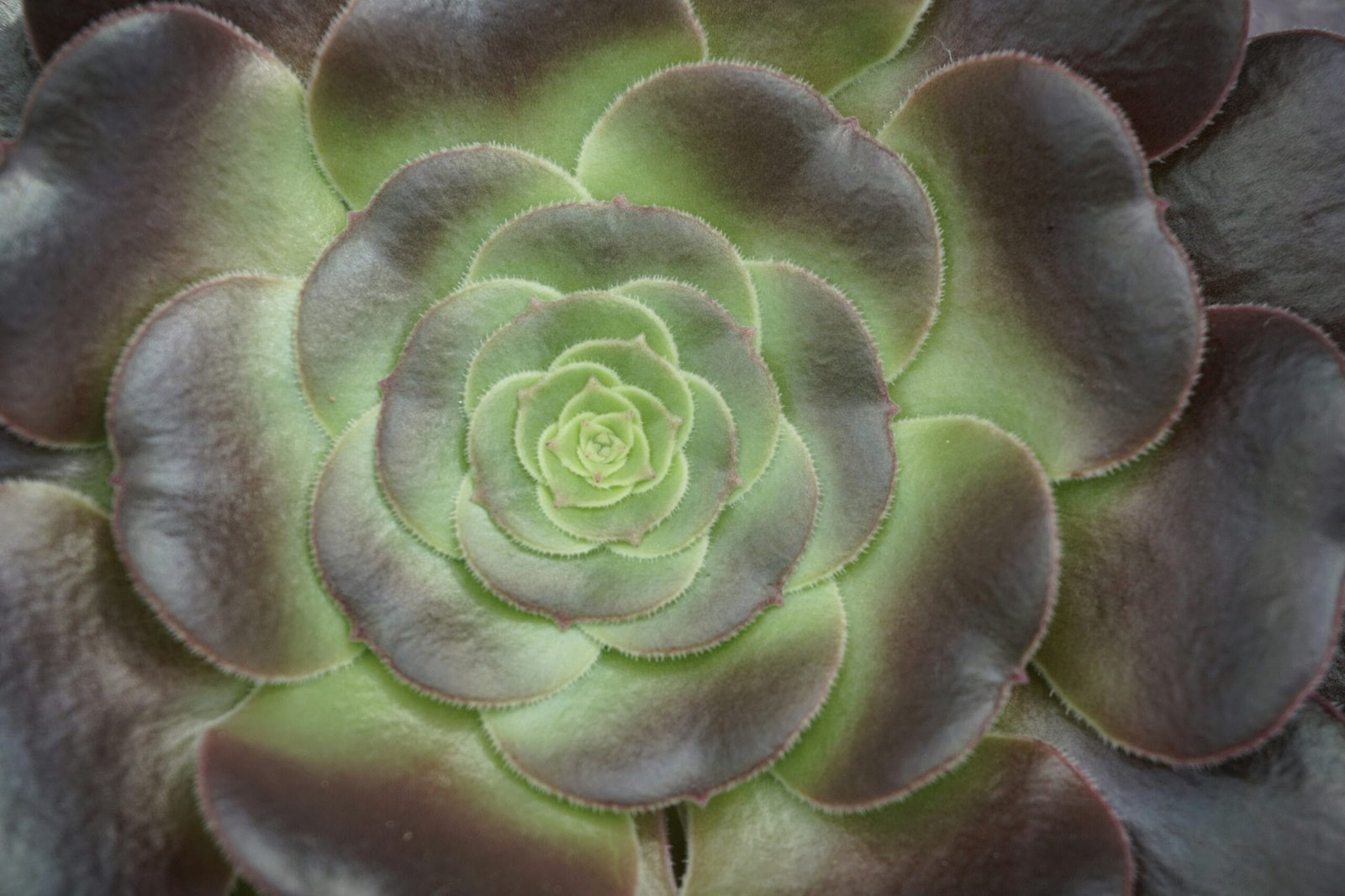 How Long Does It Take For Nopal Cactus To Grow?