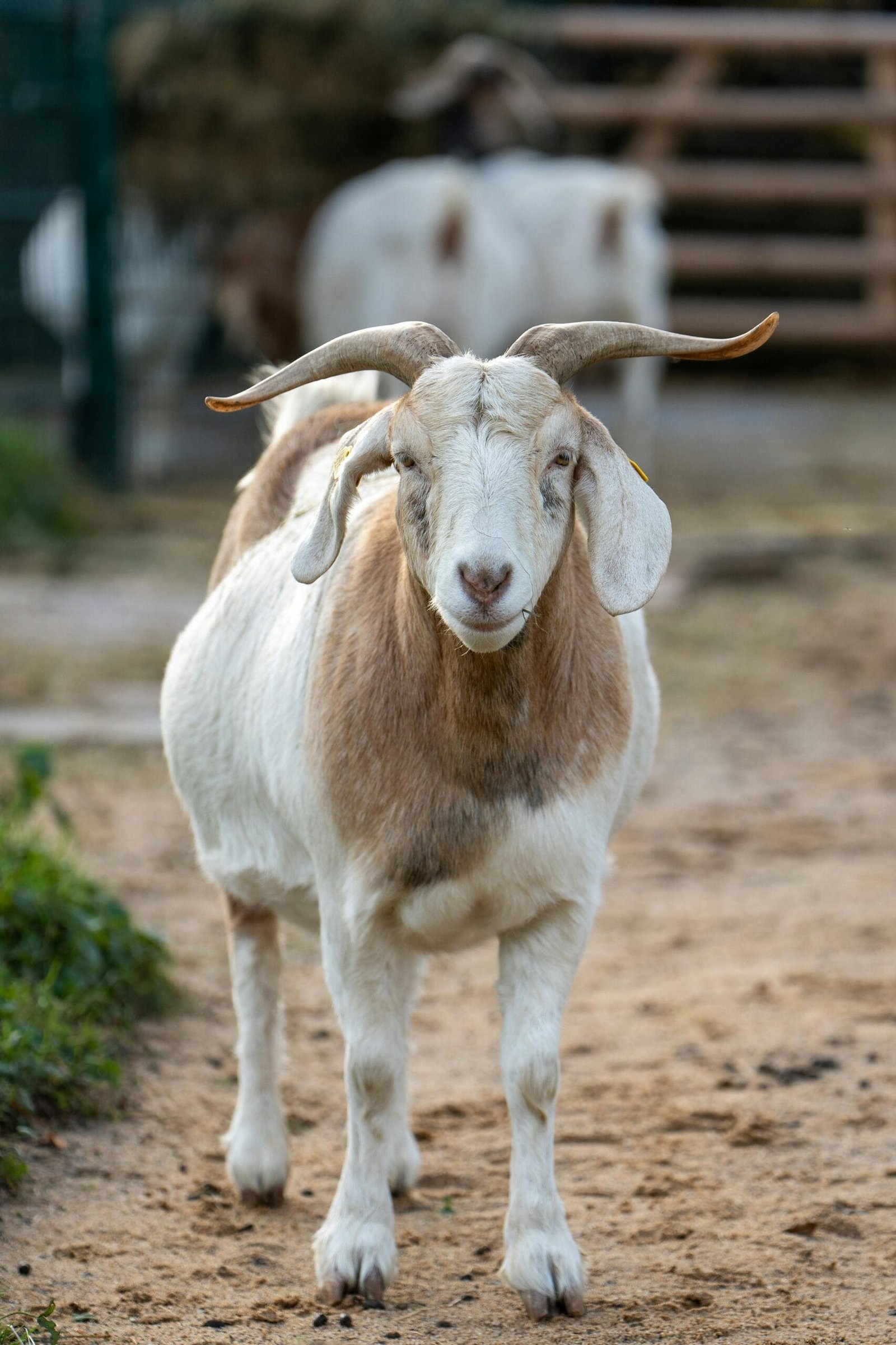 What Is The Best Fertilizer For Nopal Cactus?