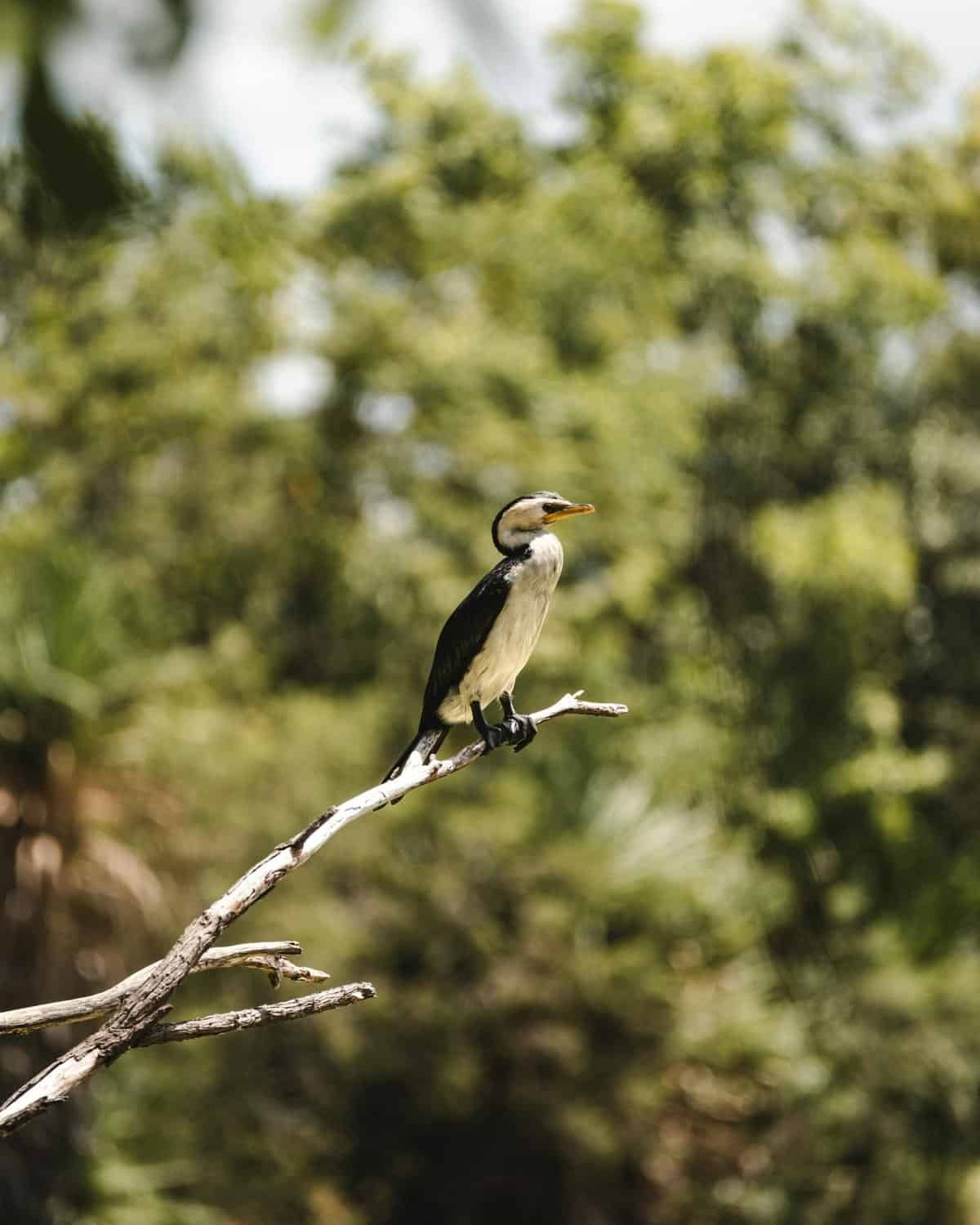 How To Protect Nopal Cactus From Frost?