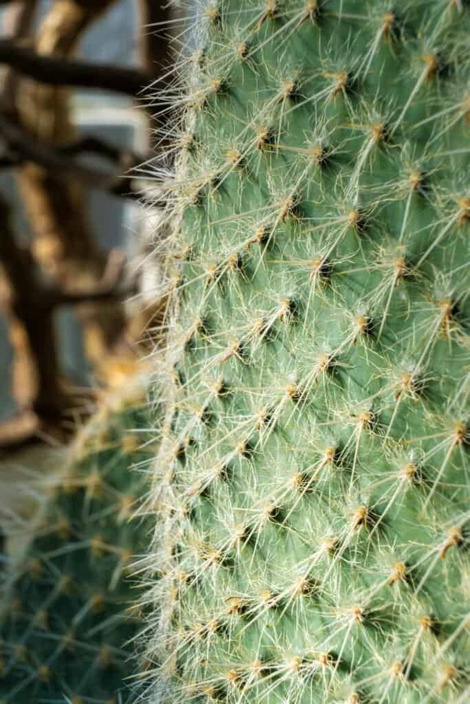 What Are The Immune-boosting Properties Of Nopal Cactus? What Are The Immune-boosting Properties Of Nopal Cactus?