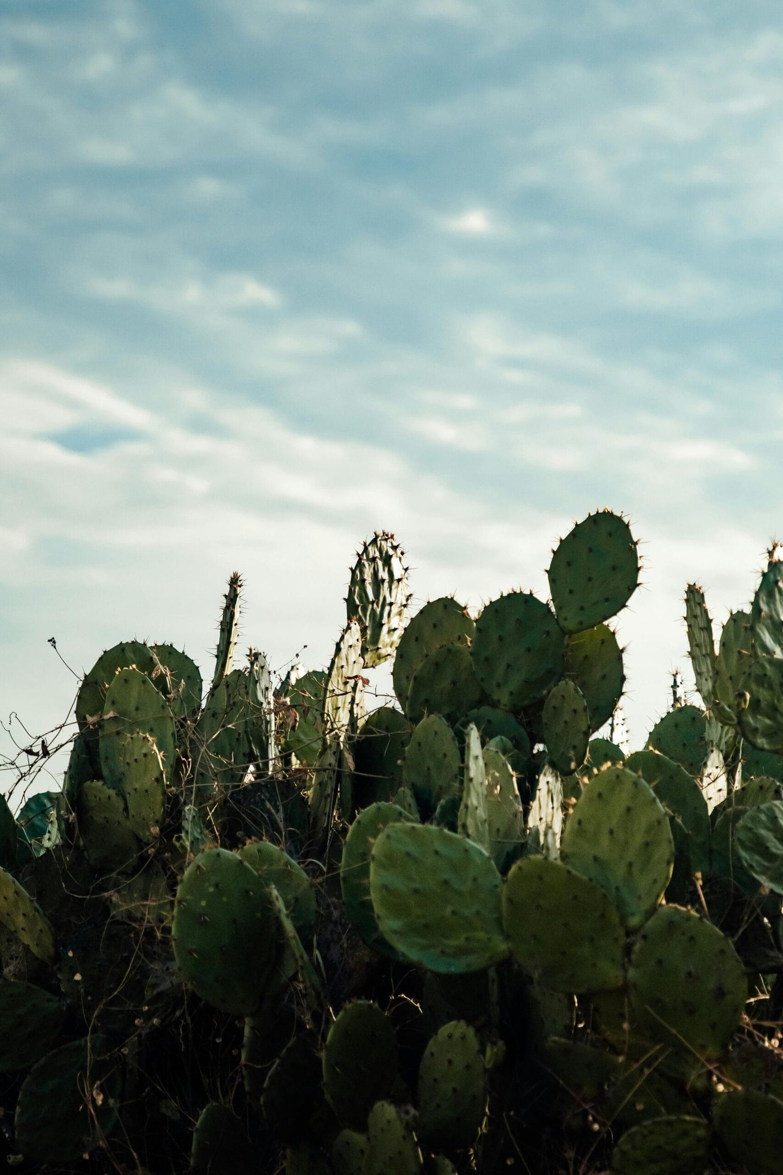 What Are The Benefits Of Nopal In Smoothies?