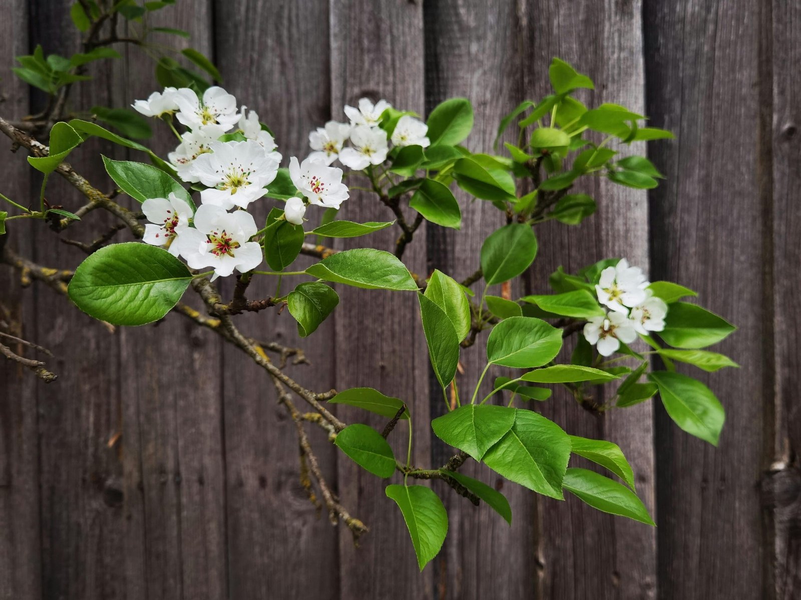 How To Grow Nopal Cactus In Sandy Soil?