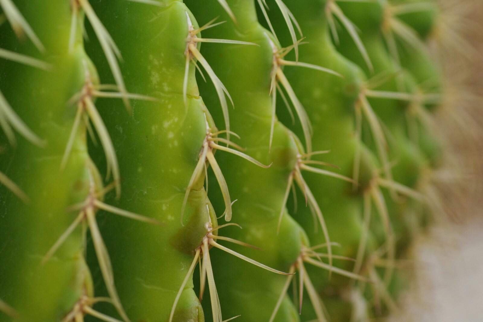 How To Make A Nopal And Avocado Salad?