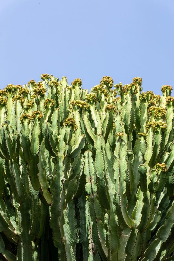 How To Use Nopal Cactus As Animal Feed? How To Use Nopal Cactus As Animal Feed?