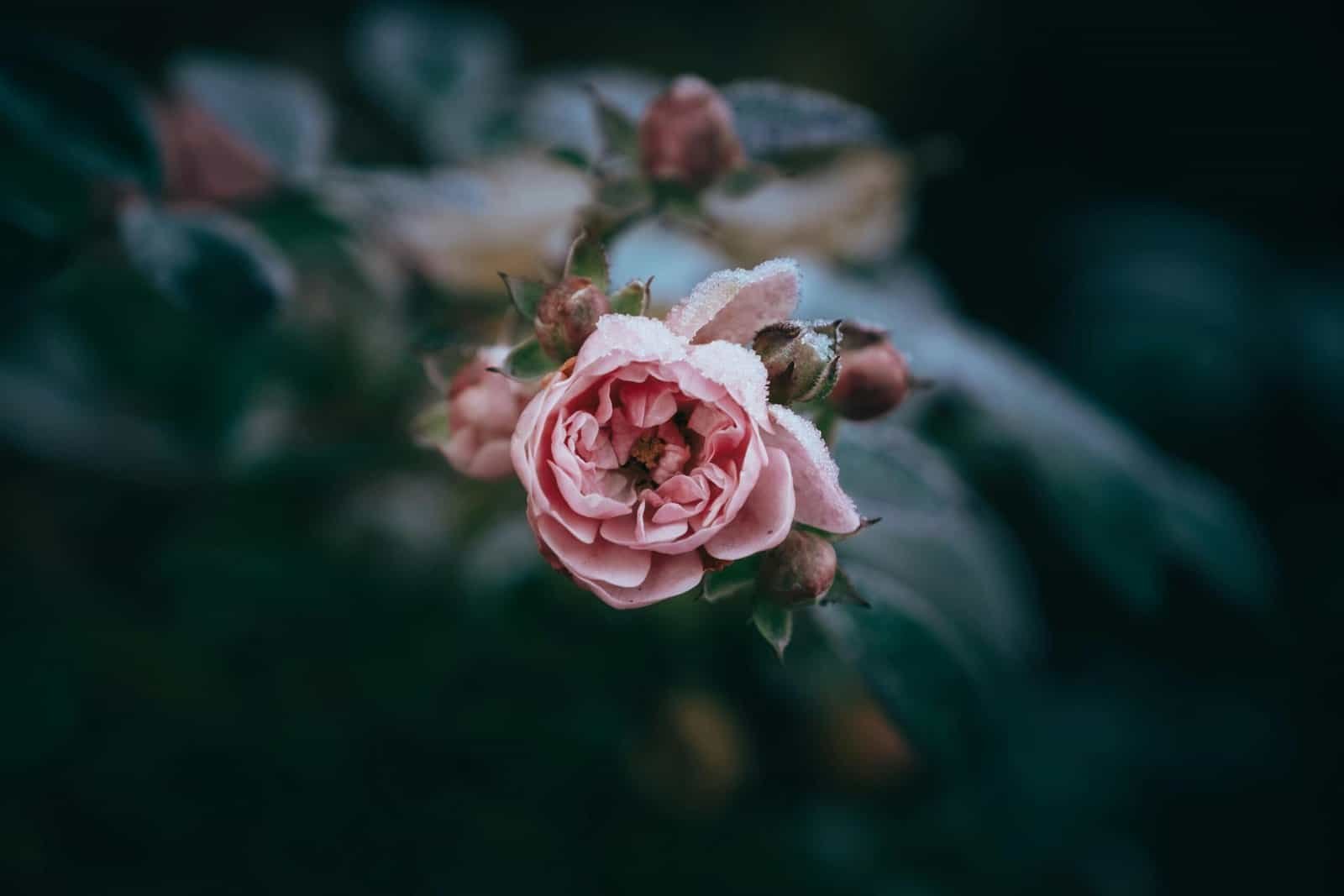 What Are The Best Ways To Season Nopal Cactus?