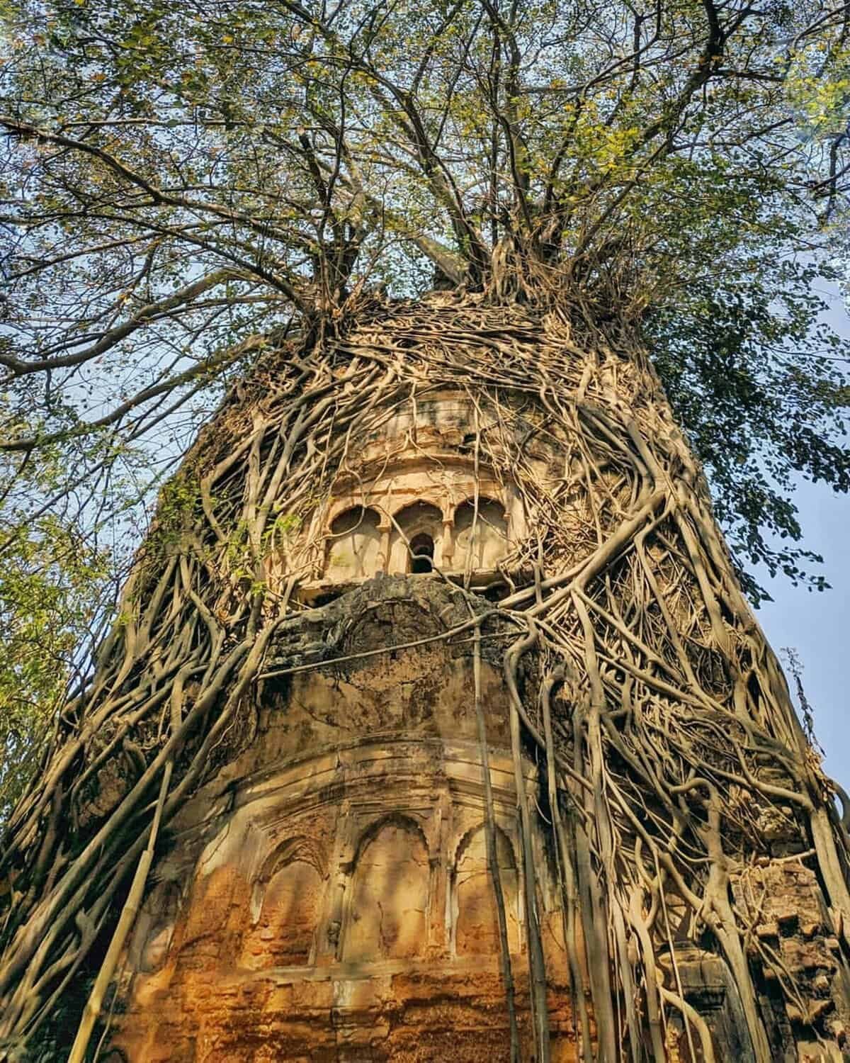 What Are The Best Ways To Preserve Nopal Cactus?