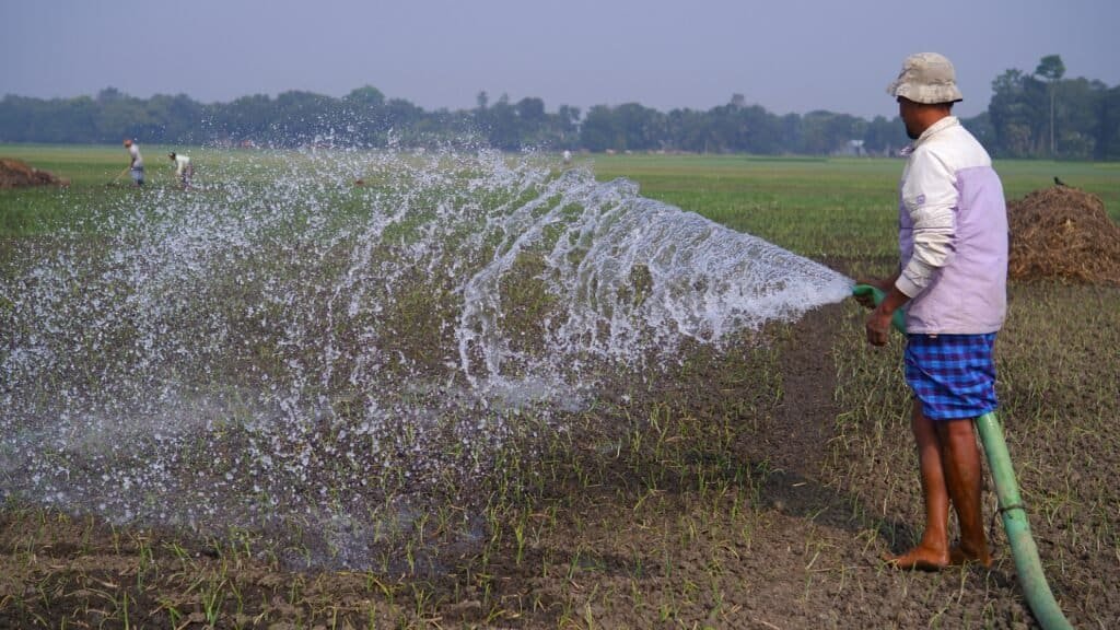 What Is The Best Irrigation System For Nopal Cactus?