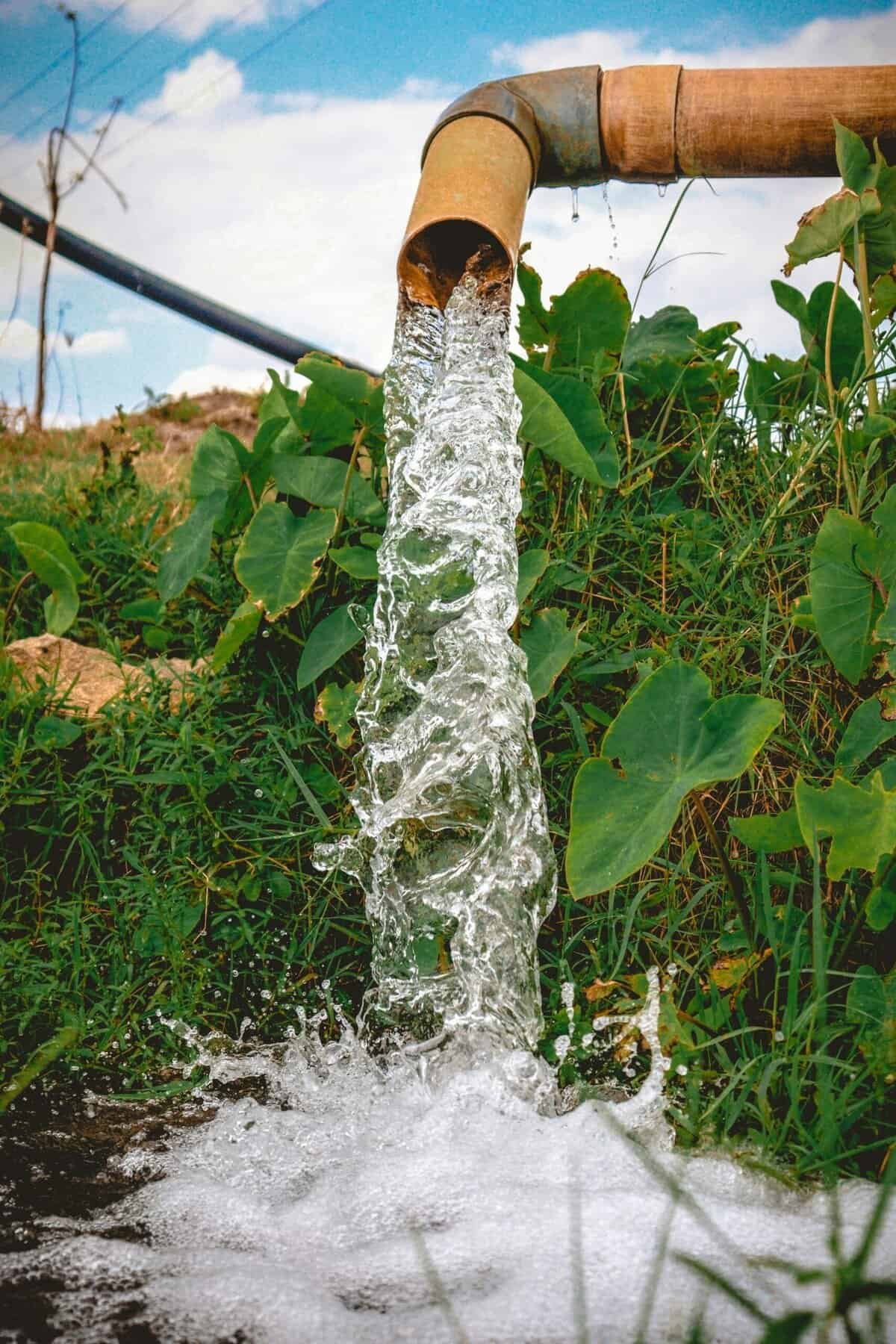 What Is The Best Irrigation System For Nopal Cactus?