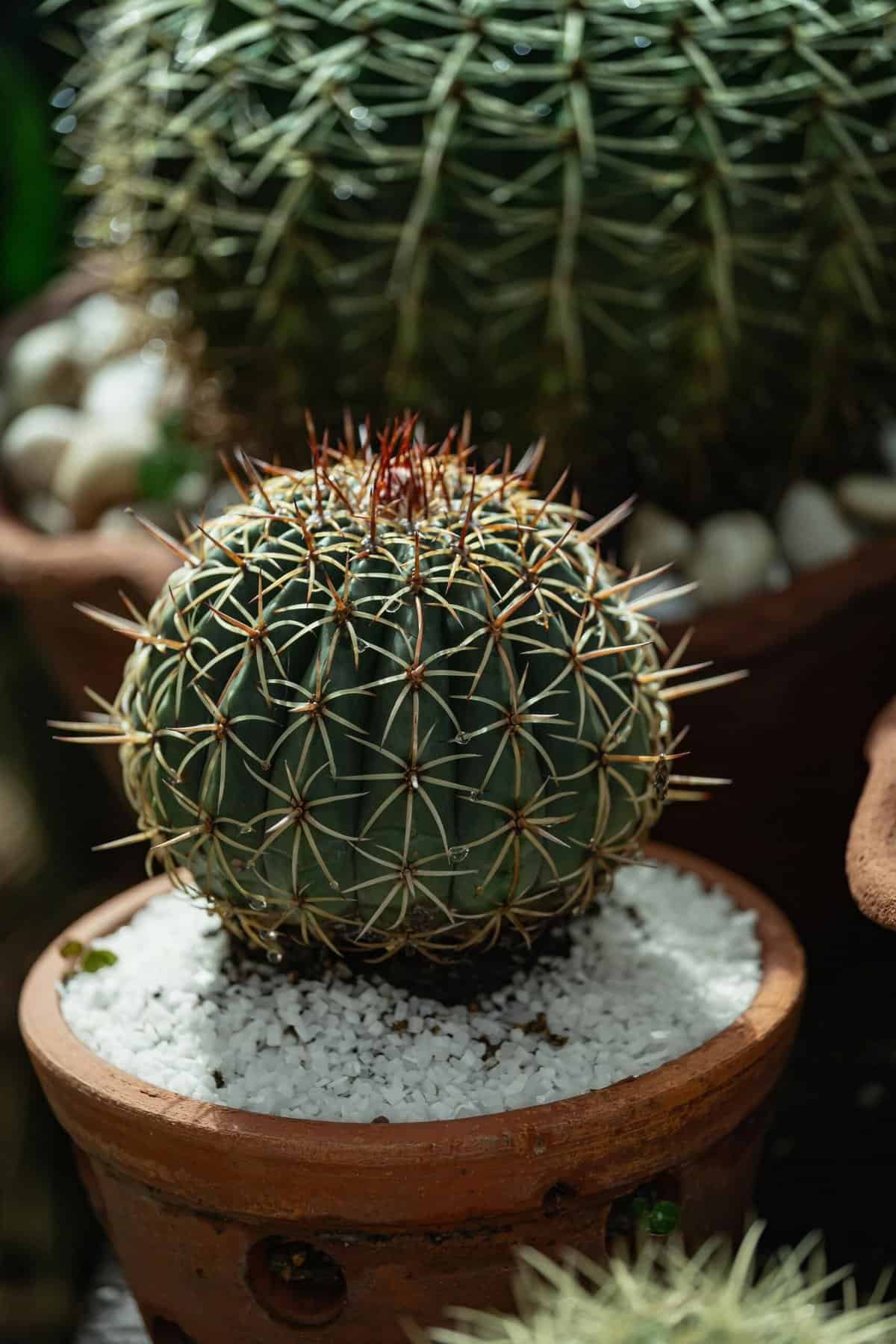 Nopal Cactus Full Spectruma 1000mg Review