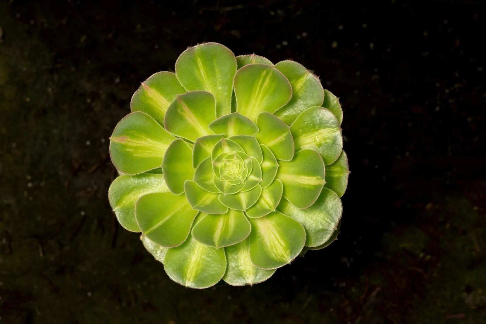 How To Grow Nopal Cactus Under Artificial Lights?